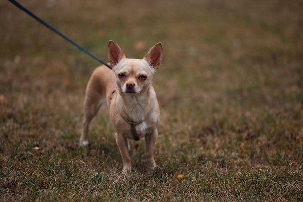 Vital strategies to enhance your cat"s diet and prevent urinary tract infections