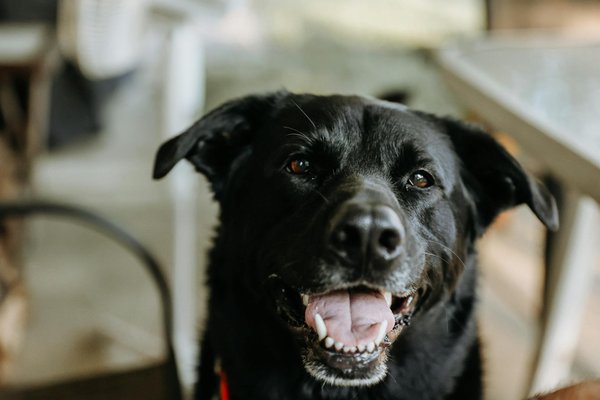 Ultimate guide to litter box training your hamster: a comprehensive step-by-step approach for uk pet owners